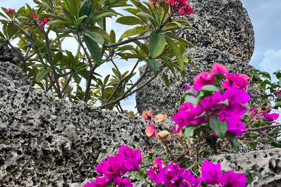 Le château de corail et ses fleurs