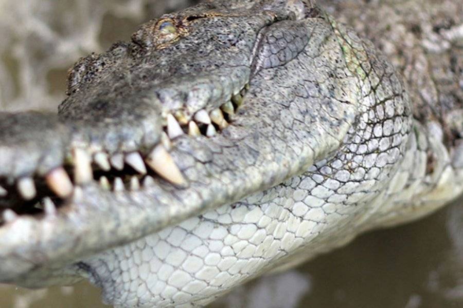 crocodile - ©EVERGLADES ALLIGATOR FARM