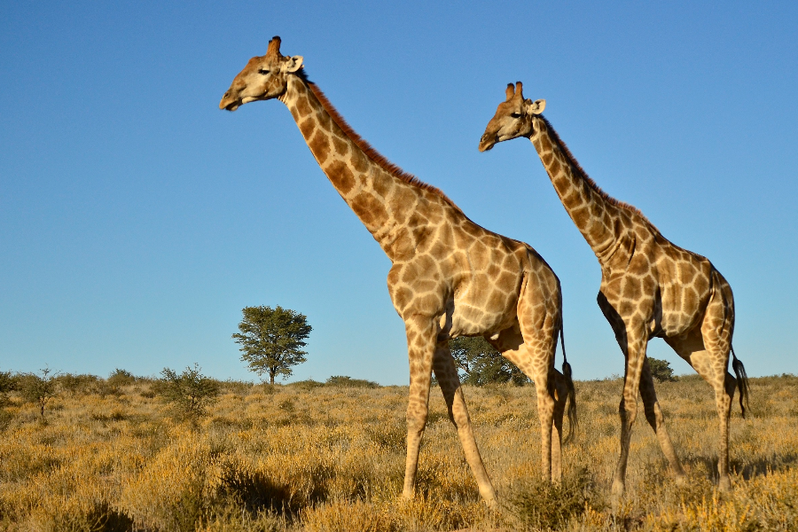 Giraffe Tala Reserve - ©None