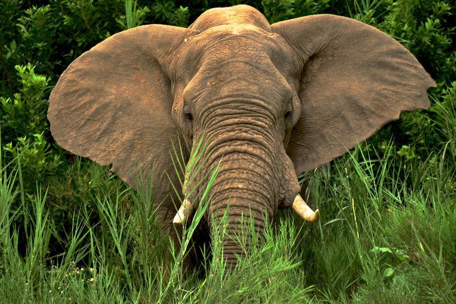 Elephant Hluhluwe Reserve - ©None