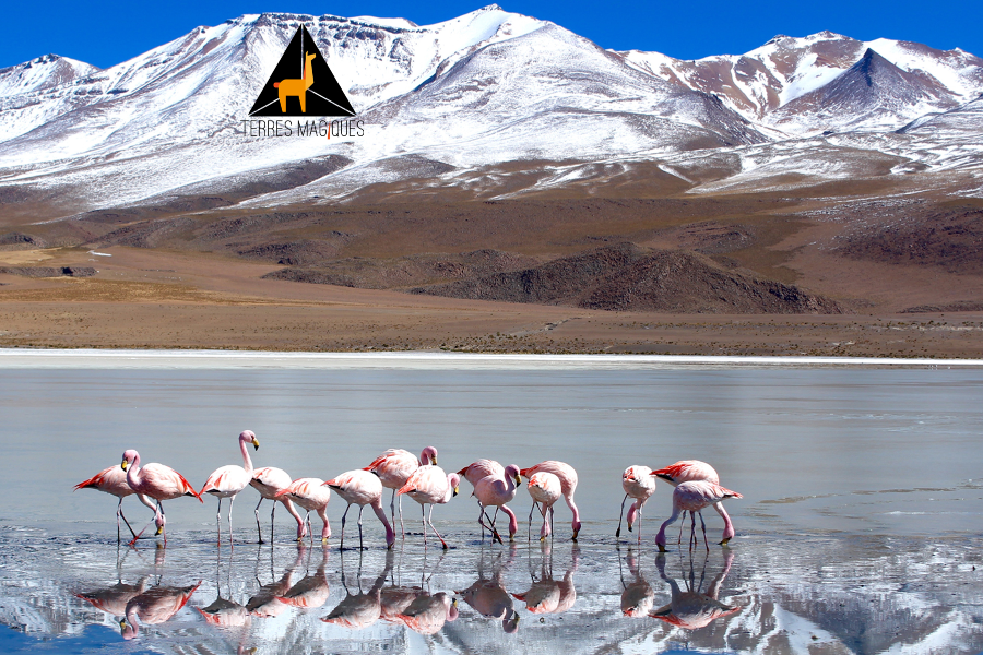 Salar D'Uyuni - Bolivia - ©Terres Magiques