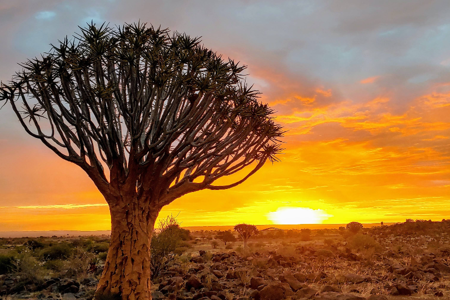 Quiver Tree - ©Chameleon Safaris