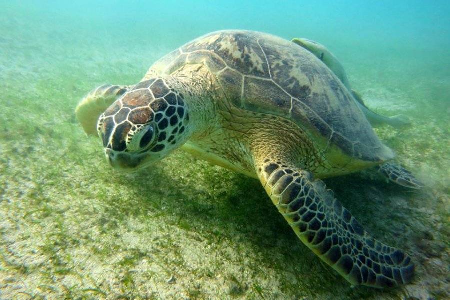 Nage avec les tortue - ©LE JARDIN MAORE