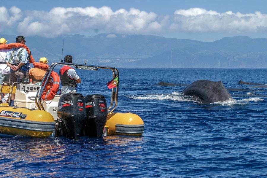 AZORES WHALE WATCHING TERRA AZUL