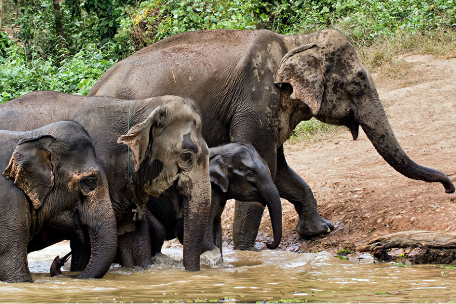 Elephant Conservation Center