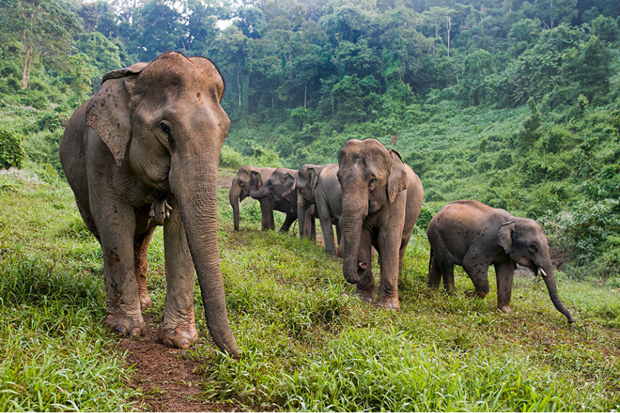 Elephant Conservation Center