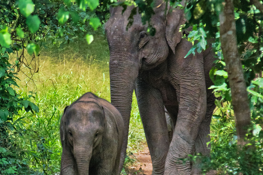 ELEPHANT CONSERVATION CENTER