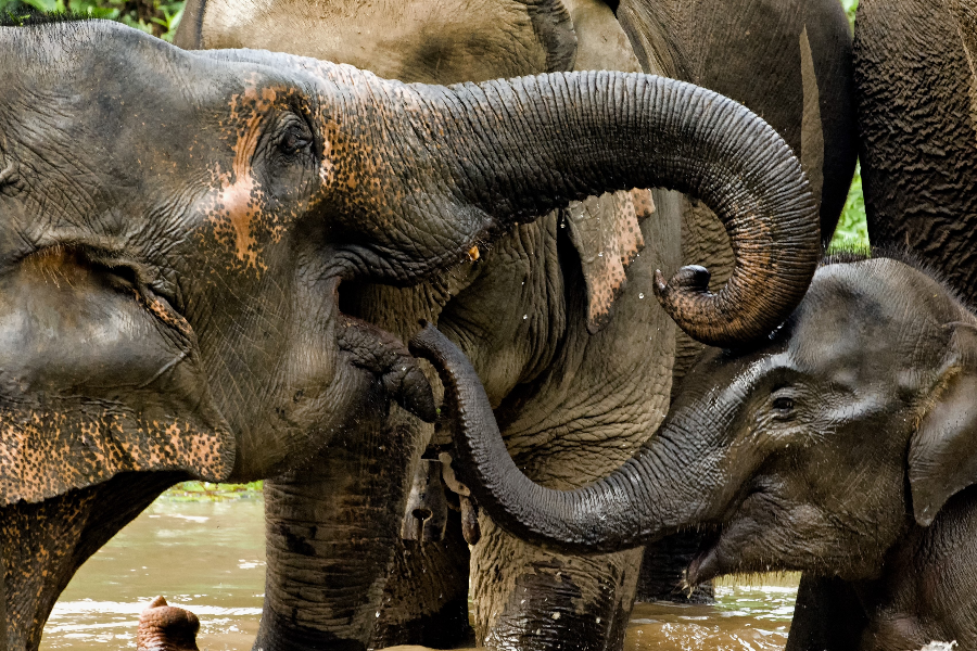 Elephant Conservation Center