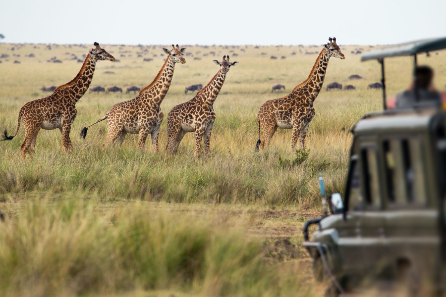 | Safari - ©Ekima Afrika Travel