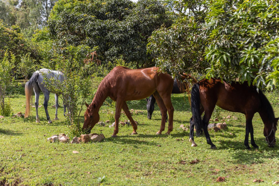 FAZENDA SENGHA