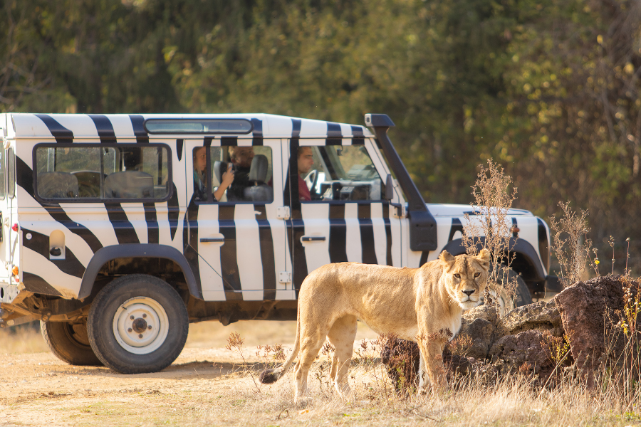 Safari Thoiry