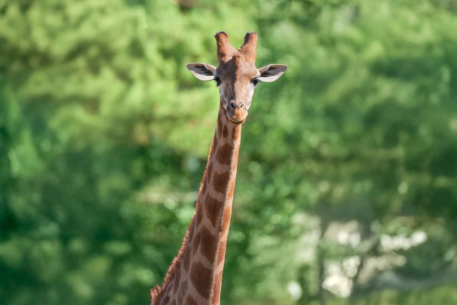 Girafe