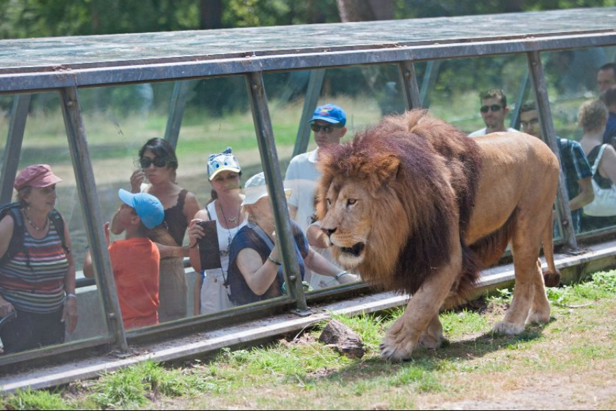 Tunnel des lions