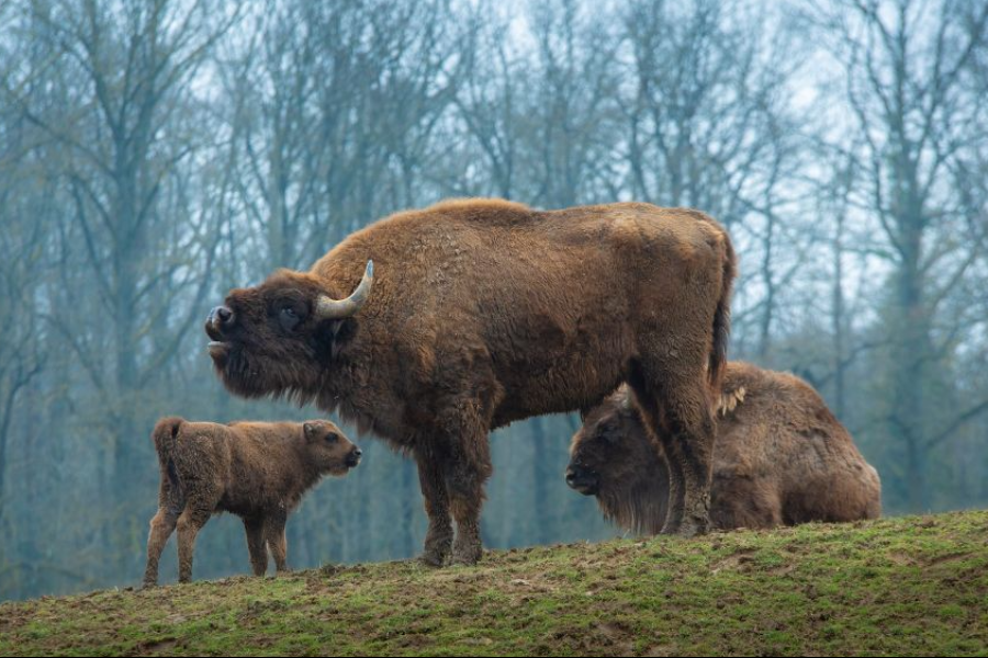 Bison d'Europe