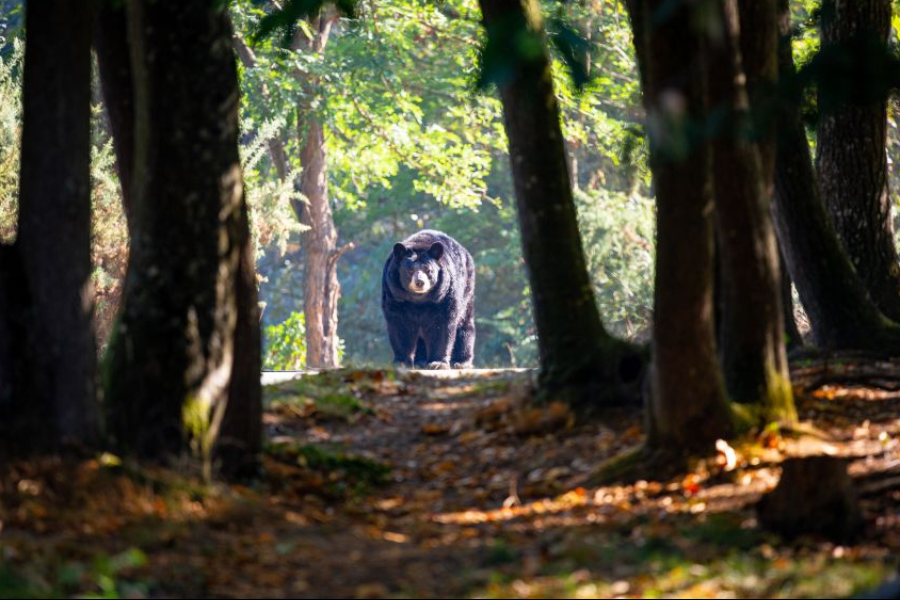 Ours Baribal