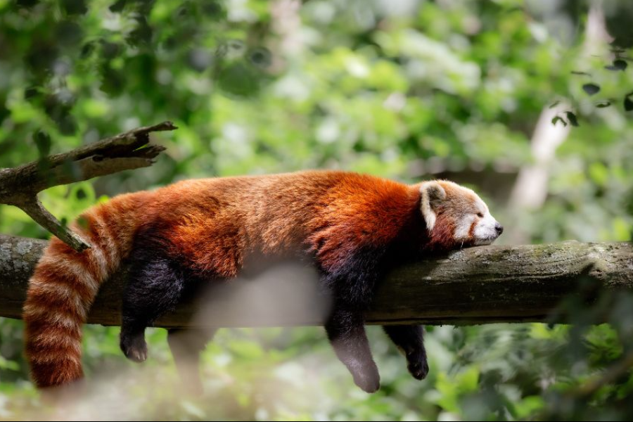 Panda Roux