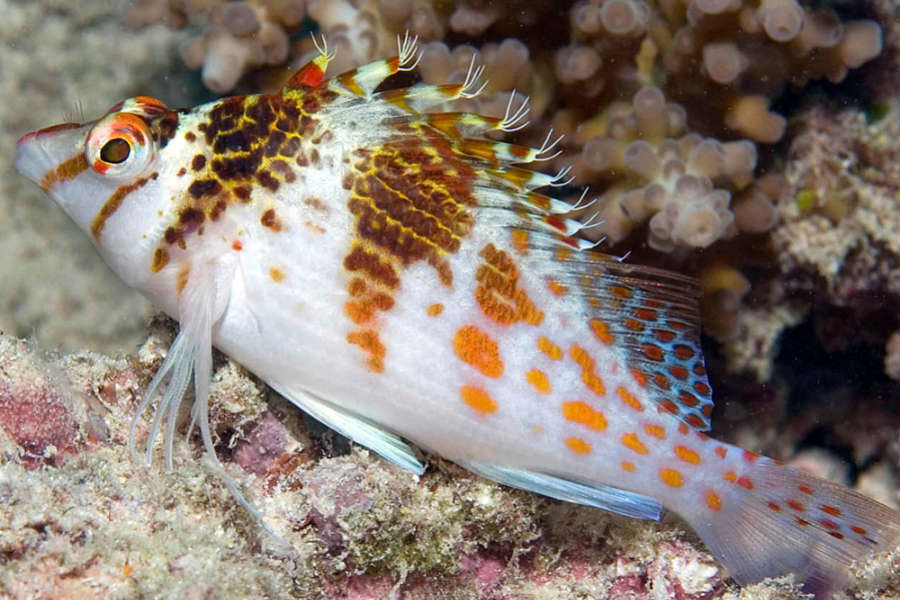 Ocean free