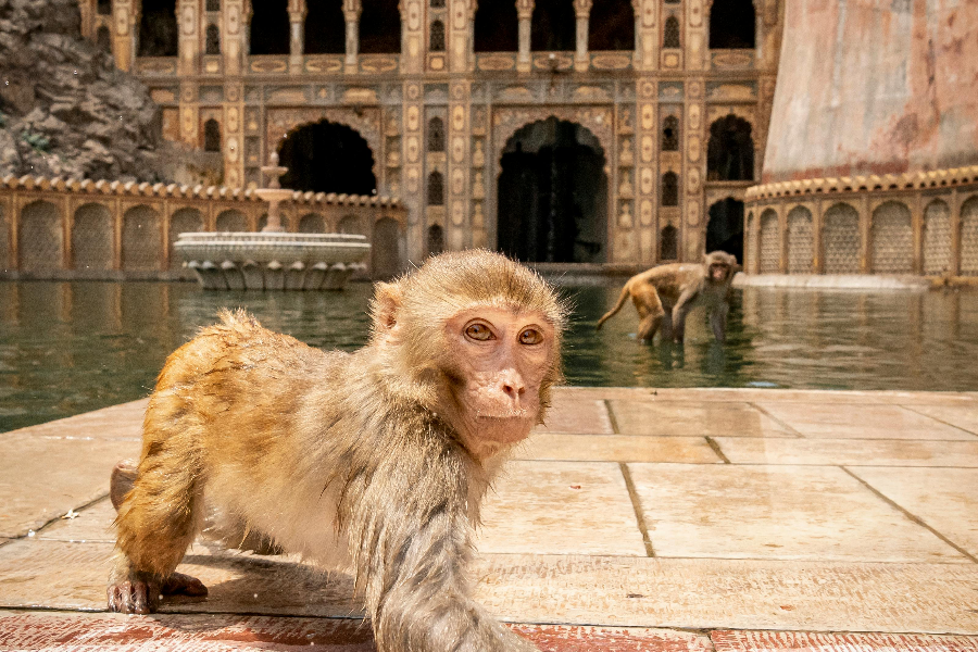 Le temple de Galta Ji à Jaipur