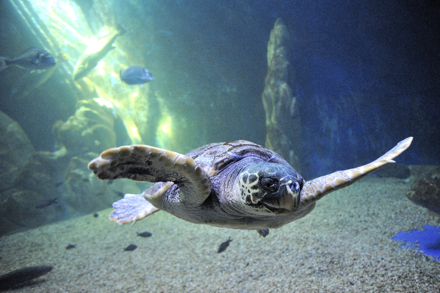 acquario de cala gonone tortue - ©acquario de cala gonone