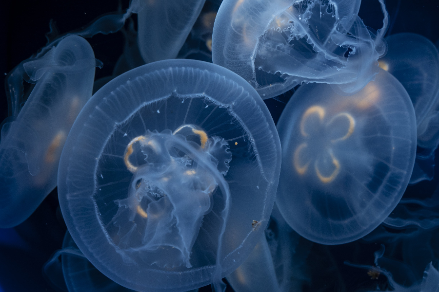 acquario de cala gonone meduse - ©acquario de cala gonone