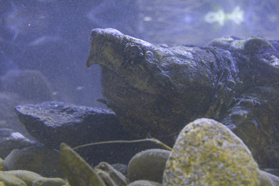 acquario de cala gonone crocodile - ©acquario de cala gonone