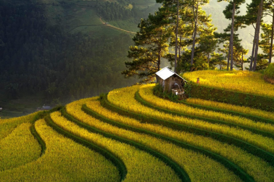 Rizieres en terrasse au Vietnam - ©Internet