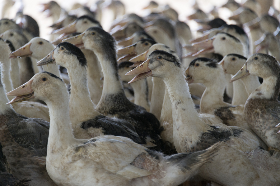 Nos canards mulard