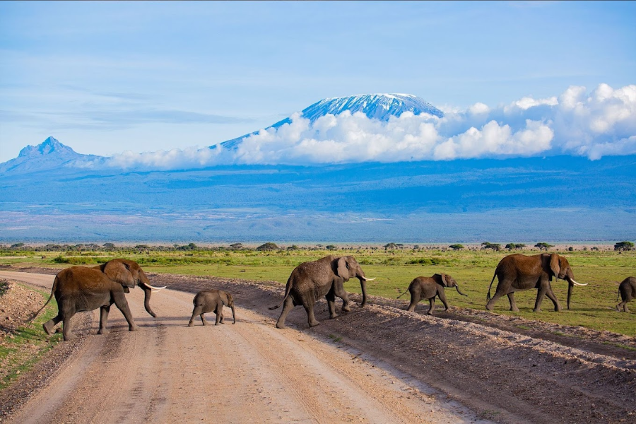  - ©AMBOSELI SERENA SAFARI LODGE