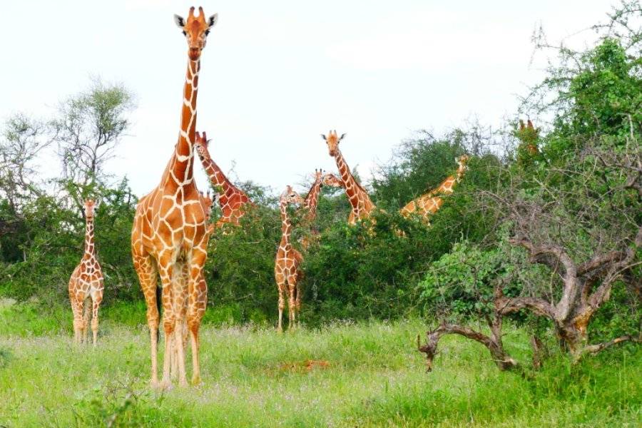 Girafes Samburu - ©LEBOO SAFARIS