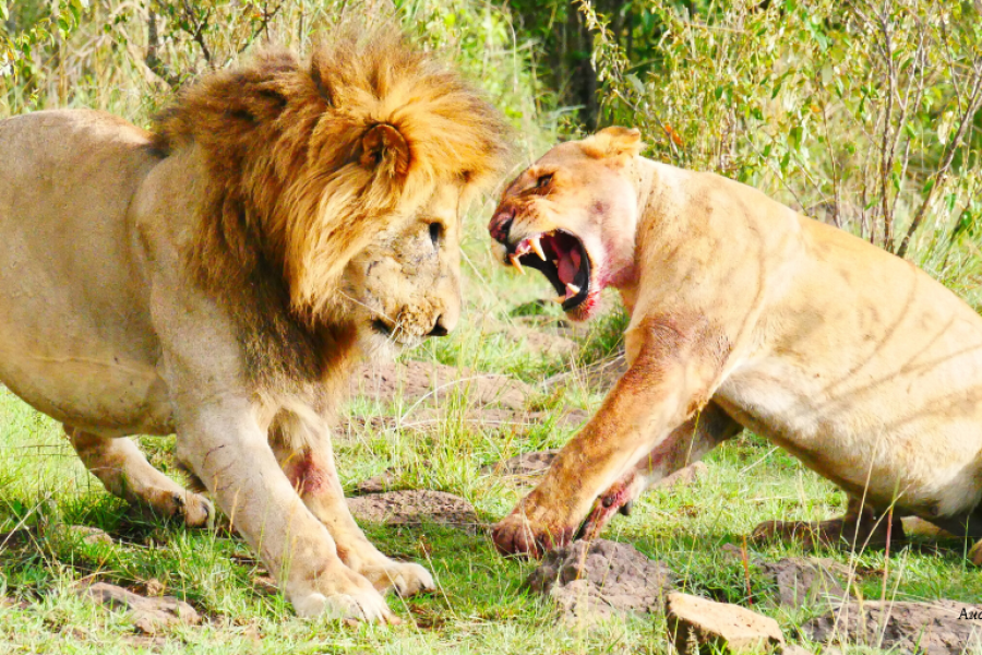Lion vs lionne - ©LEBOO SAFARIS