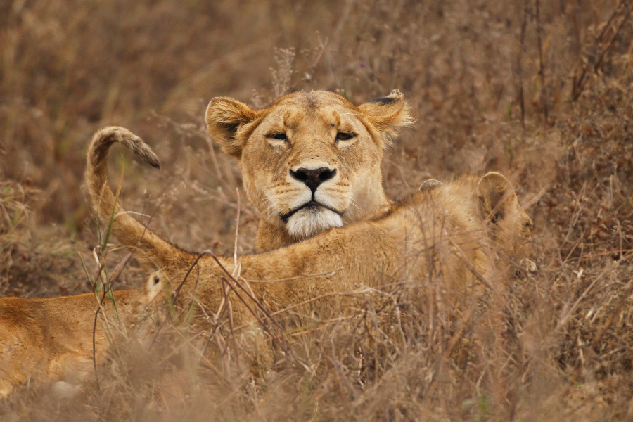 Lioness in Serengeti - ©Shah Tours