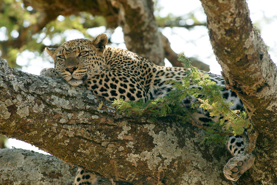 Leopard on the tree at Serengeti National Park.A perfect place to relax and enjoy the wilderness views - ©Shah Tours
