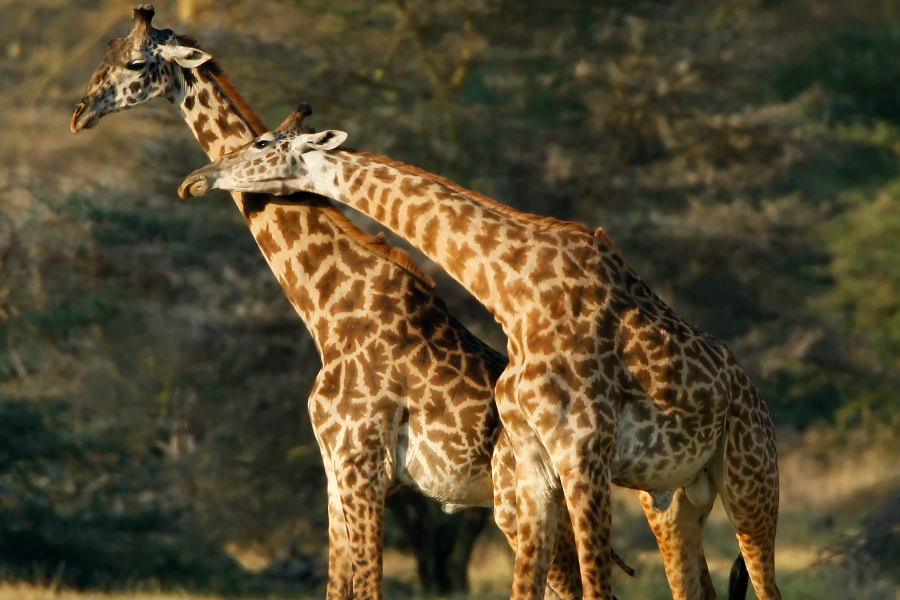 Giraffes are well known for their long neck, these gentle giants are world's tallest living land animal. - ©Shah Tours