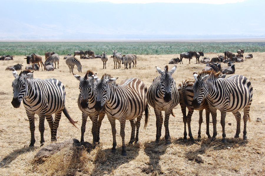 Zebras are unique in their stripes.They're like fingerprints each one is unique. - ©Shah Tours