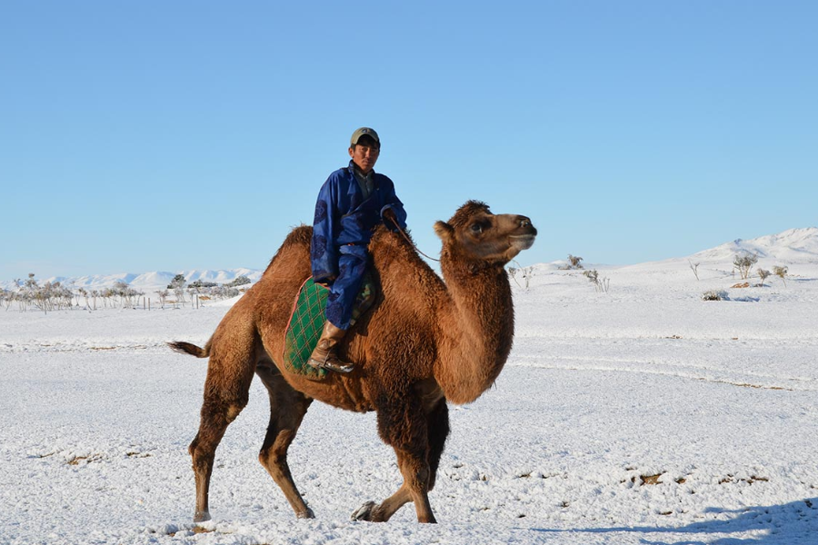 Camel Herder, Khogno Khaan, Mongolia - ©Goyo Travel