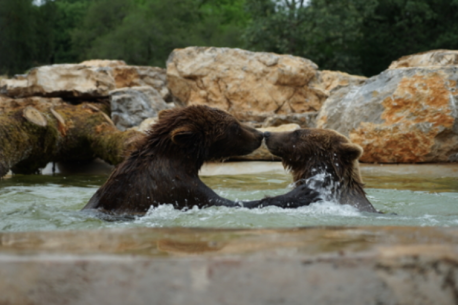 Les ours au Parc Animalier de Gramat dans le Lot sont rois !