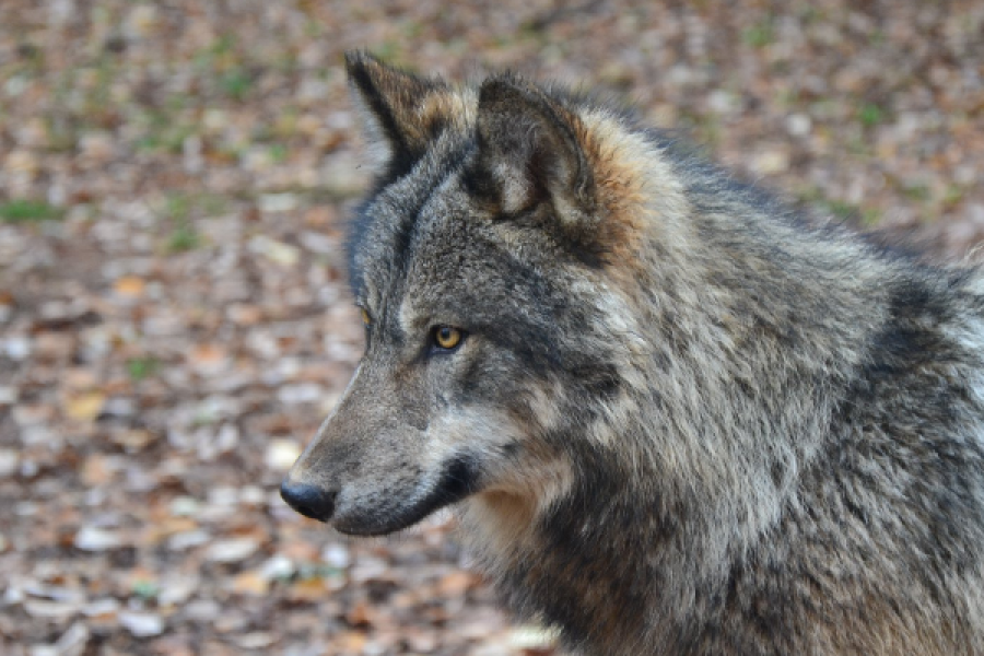 Beau spécimen de Loup au Parc Animalier de Gramat dans le Lot - ©Parc Animalier de Gramat