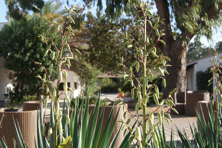 TERRASSE 1