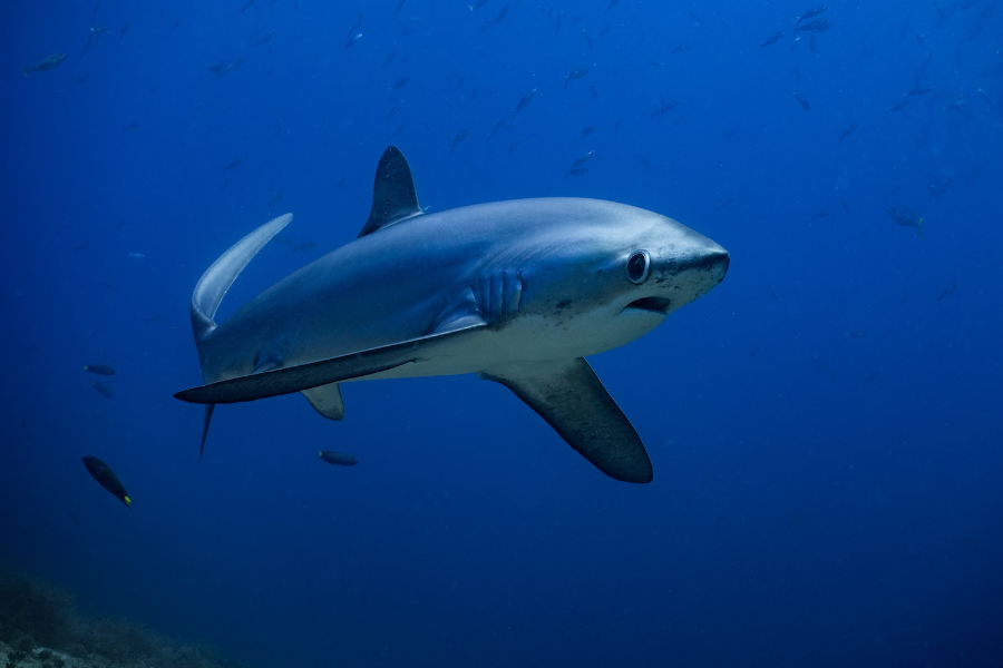 THRESHER SHARK DIVERS - ©THRESHER SHARK DIVERS