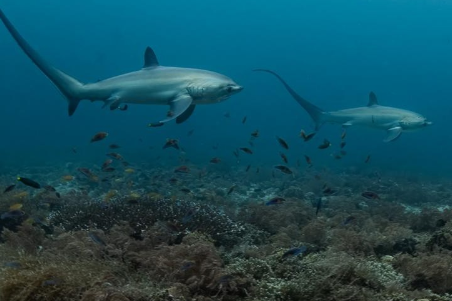 THRESHER SHARK DIVERS - ©THRESHER SHARK DIVERS