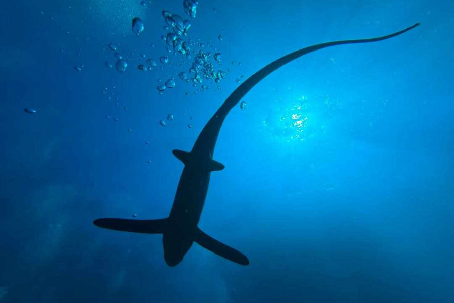 THRESHER SHARK DIVERS - ©THRESHER SHARK DIVERS