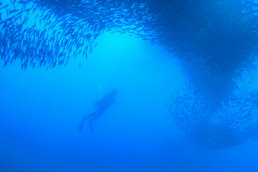 THRESHER SHARK DIVERS - ©THRESHER SHARK DIVERS