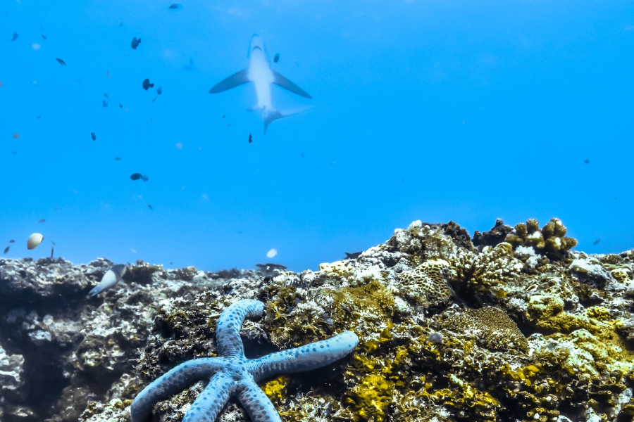 THRESHER SHARK DIVERS - ©THRESHER SHARK DIVERS