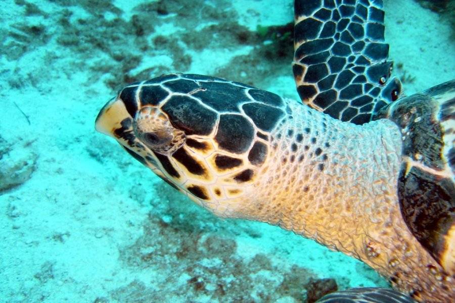 tortue