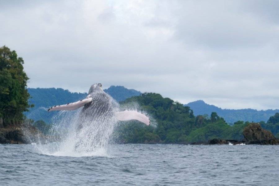 Baleine Pacifique - ©TERRA COLOMBIA