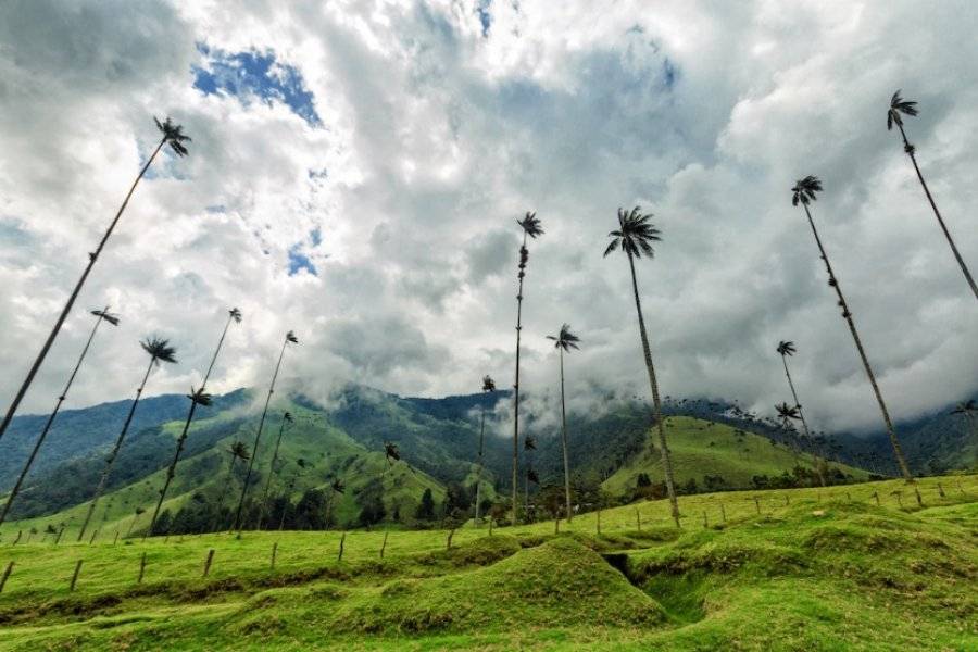 Vallée de Cocora - ©TERRA COLOMBIA