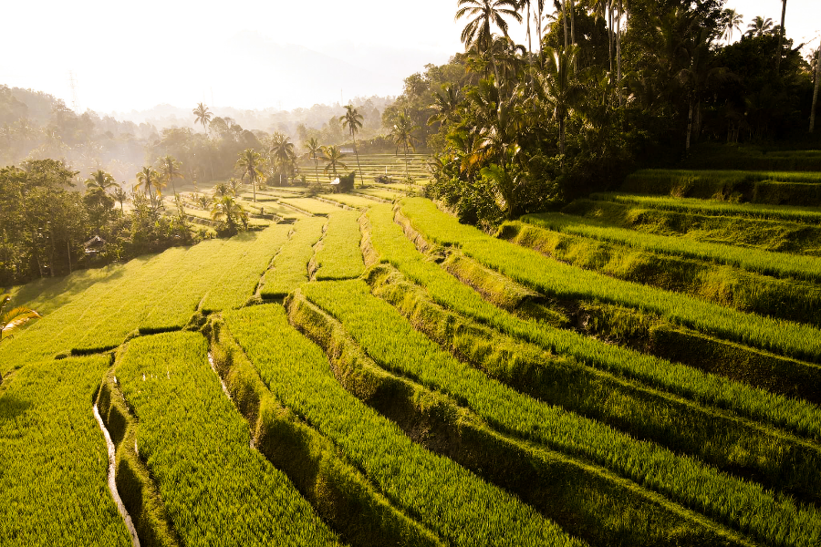Les rizières en terrasse de Bali, Indonésie - ©Bali Autrement