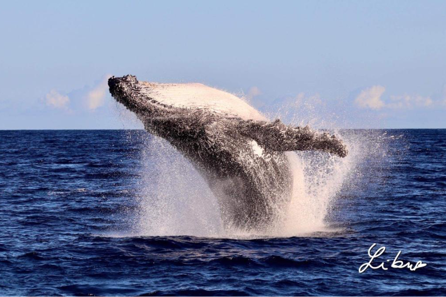 Saison des Baleines - ©Libuse Cyprien