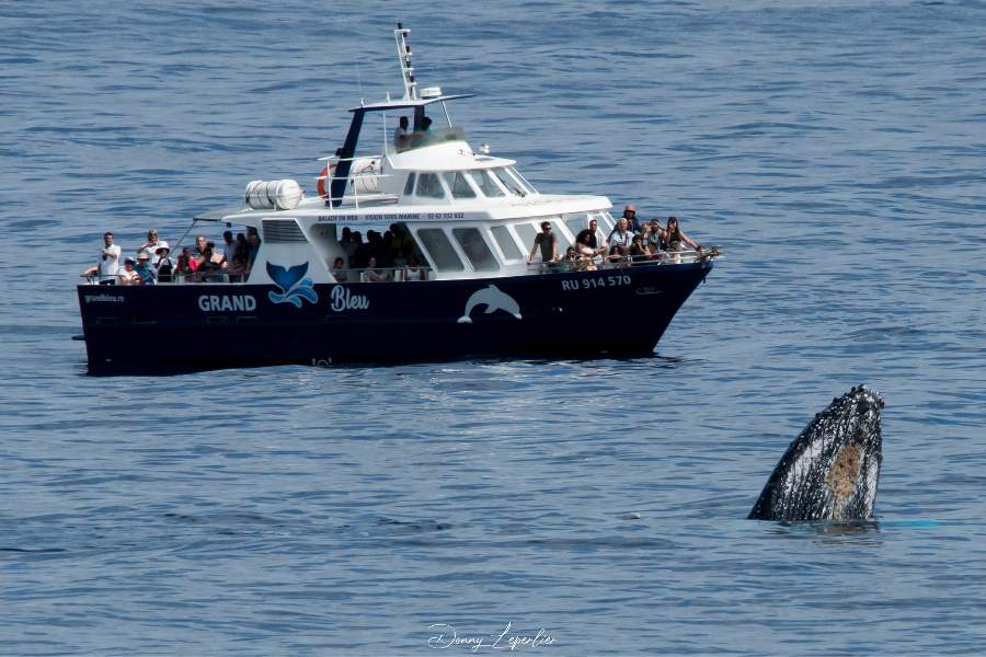 Saison des Baleines - Grand Bleu - ©Donny Leperlier