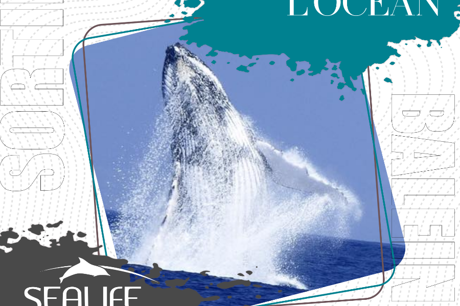 Partez à la rencontre des baleines - ©Sealife